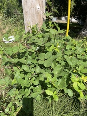 Rubus bifrons