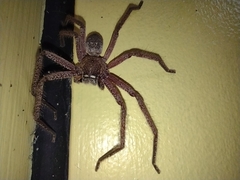 Neosparassus diana