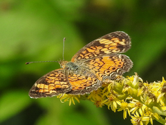 Phyciodes tharos