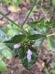 Elephantopus carolinianus