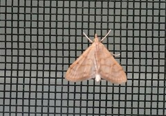 Paracorsia repandalis