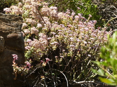 Crassula rupestris