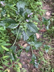 Elephantopus carolinianus