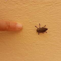 Capnodis tenebricosa