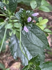 Elephantopus carolinianus