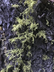 Letharia vulpina