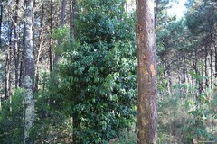 Laurus nobilis