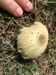 Leucocoprinus birnbaumii