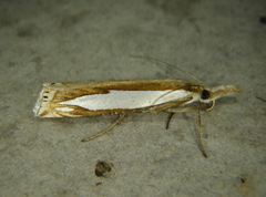 Crambus watsonellus