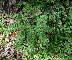 Adiantum pedatum