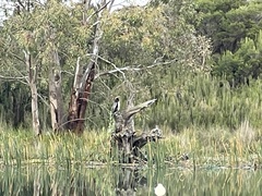 Anhinga novaehollandiae