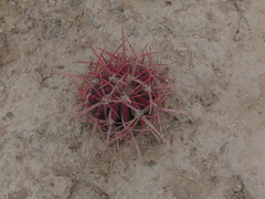 Ferocactus recurvus