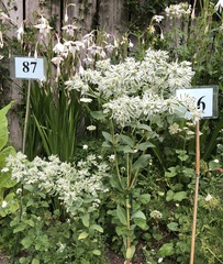 Euphorbia marginata