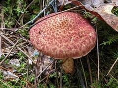 Suillus spraguei