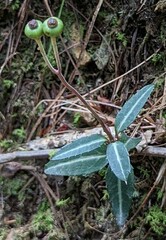 Chimaphila maculata