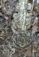 Trametes versicolor