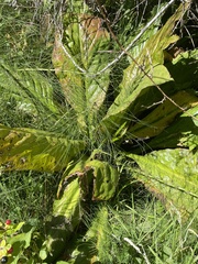 Lysichiton americanus