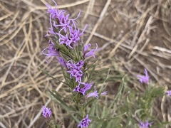 Liatris punctata