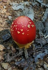 Amanita parcivolvata