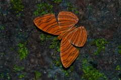 Chersonesia intermedia