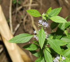 Mentha canadensis