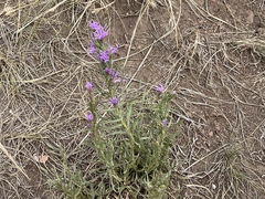 Liatris punctata
