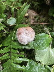 Hypomyces hyalinus