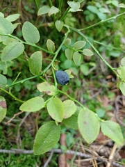 Vaccinium myrtillus