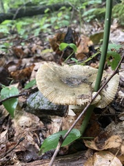 Russula ochroleuca