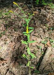 Solidago juncea