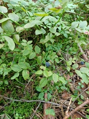 Vaccinium myrtillus