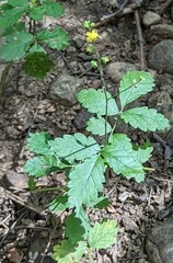 Agrimonia gryposepala