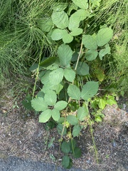 Rubus bifrons