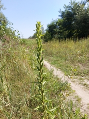 Oenothera rubricaulis