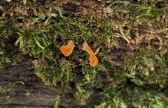 Dacrymyces spathularia