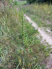 Oenothera rubricaulis