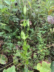 Gentianopsis crinita