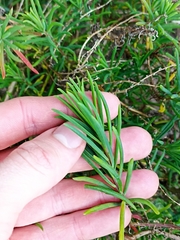 Suaeda australis