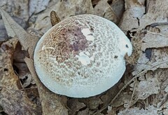 Agaricus placomyces