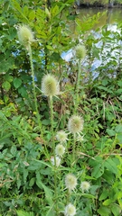 Dipsacus laciniatus