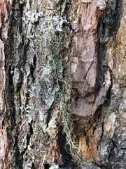 Alectoria sarmentosa