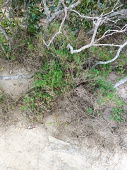 Suaeda australis