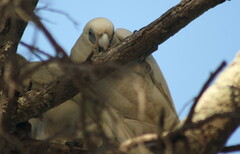 Cacatua sanguinea