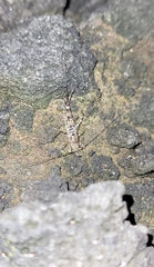 Archaeognatha