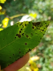 Ophiognomonia leptostyla