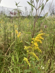 Solidago juncea