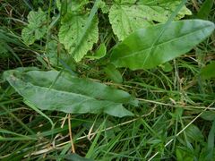 Rumex acetosa