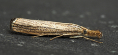 Agriphila vulgivagellus