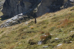 Marmota marmota
