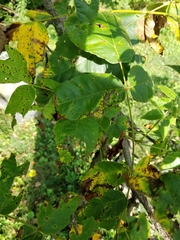 Ophiognomonia leptostyla